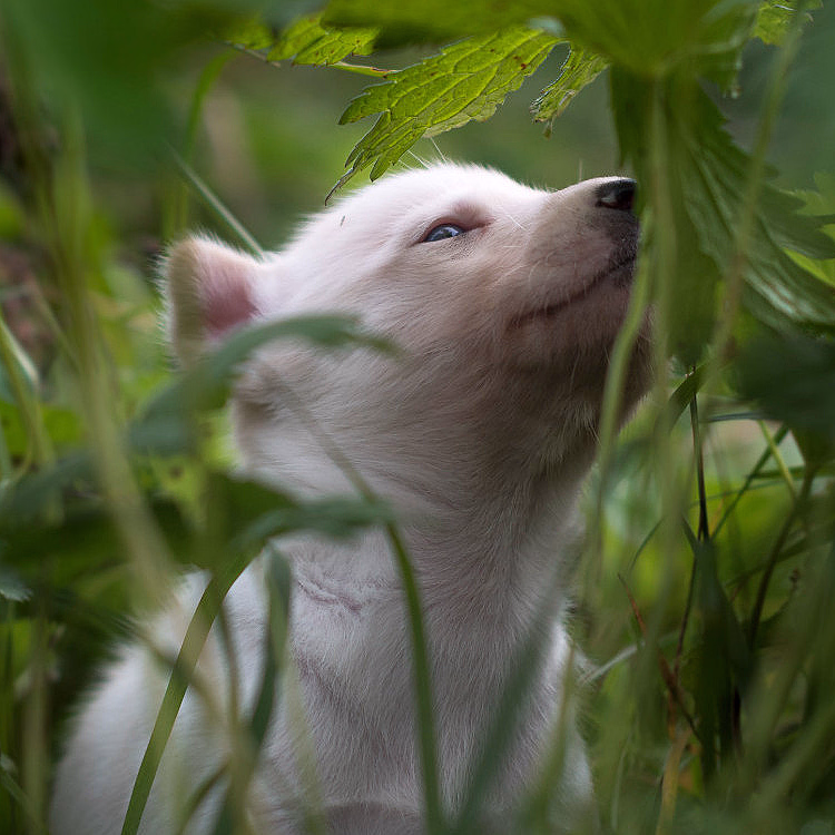 Kennel Husky Besøk