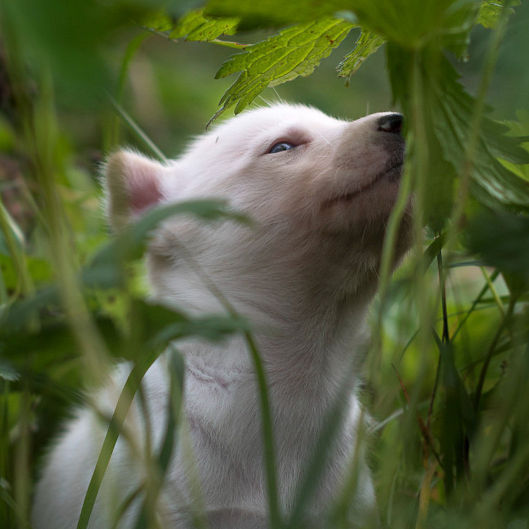 Kennel Husky Besøk