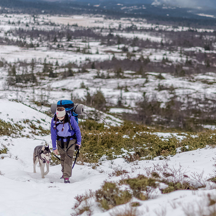 Husky hiking