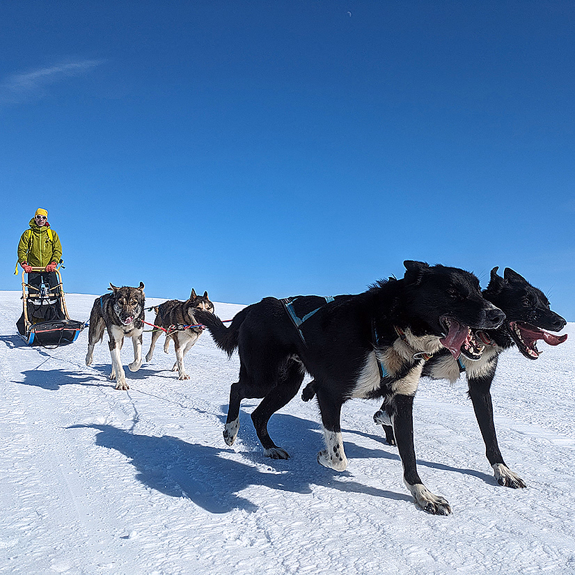 Hundekjøring heldagstur