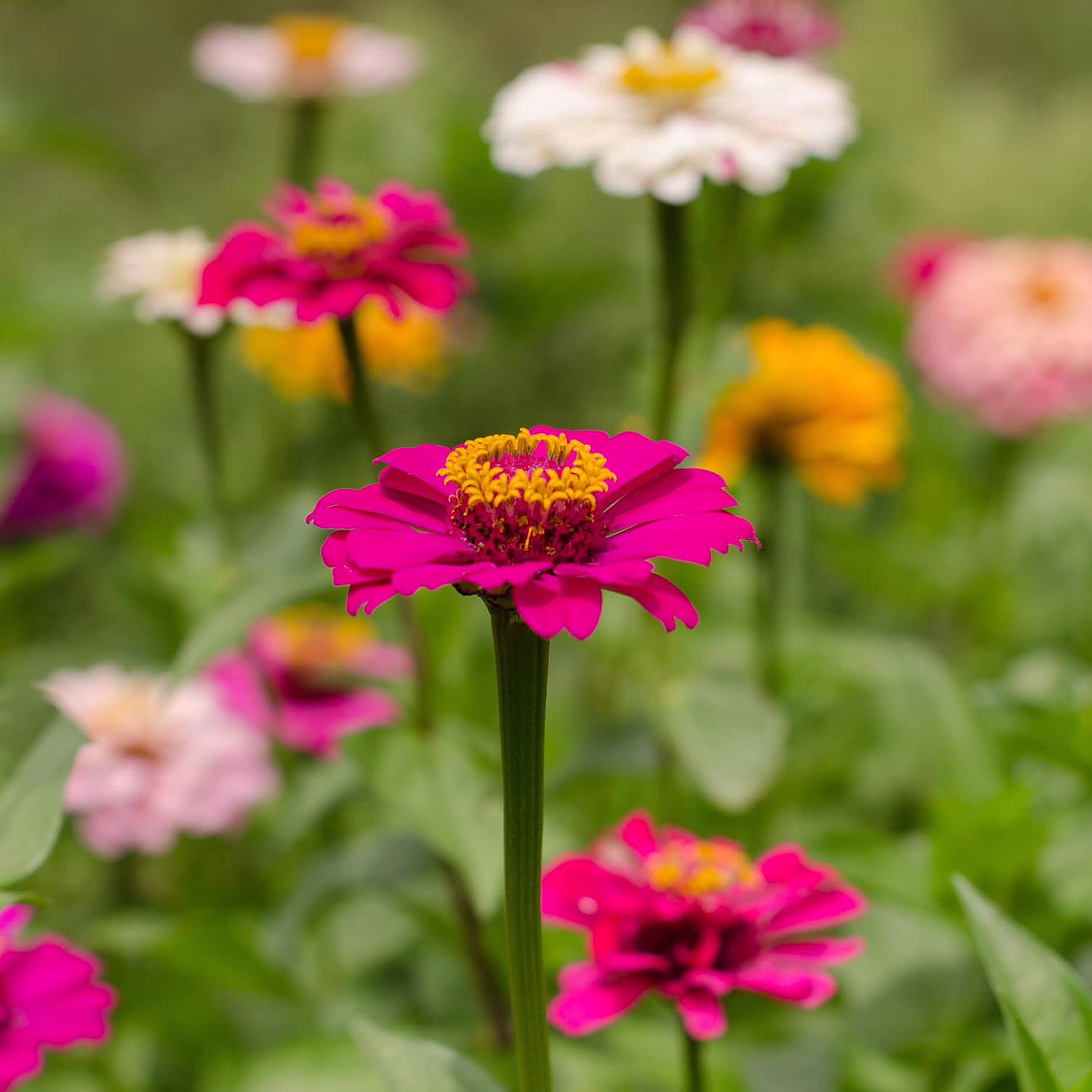 Kurs i blomsterdyrking