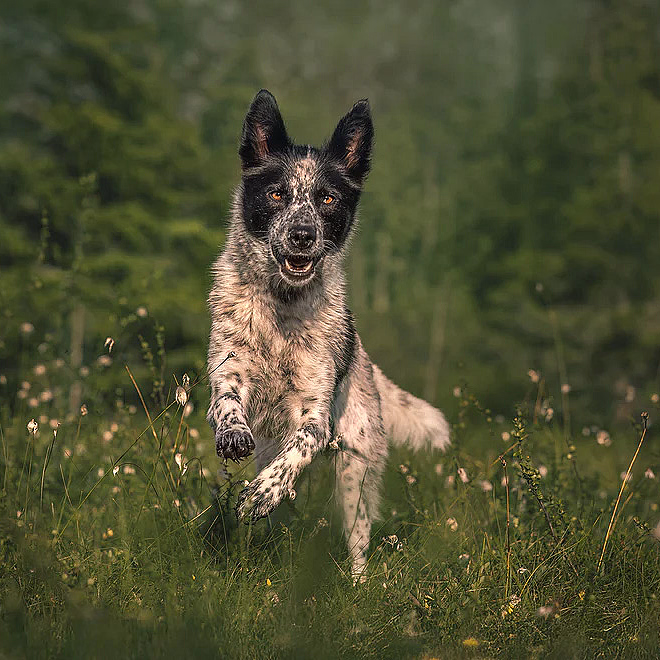 Hundefotografering