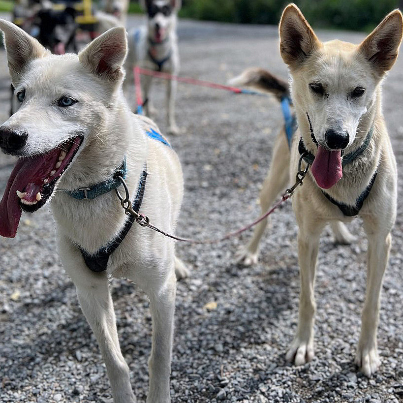 Herregårdsopphold og hundekjøring