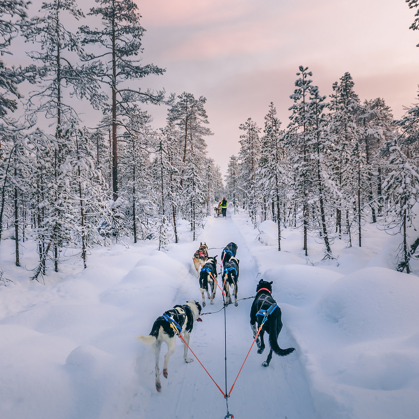 Herregårdsopphold og hundekjøring
