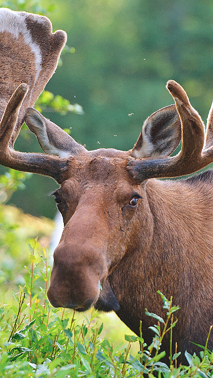 Elgsafari - image 3