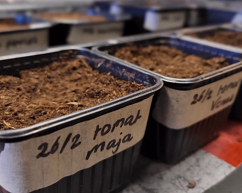 Svarte plastpotter med jord og merkelapper merket 26/2 tomat maja og Venus