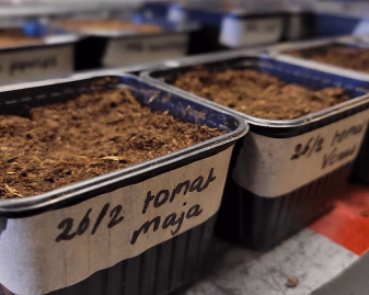 Svarte plastpotter med jord og merkelapper merket 26/2 tomat maja og Venus