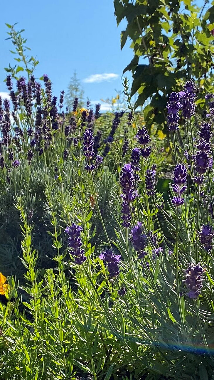 Lilla lavendelblomster ved en rød sti og et metallgjerde under en blå himmel