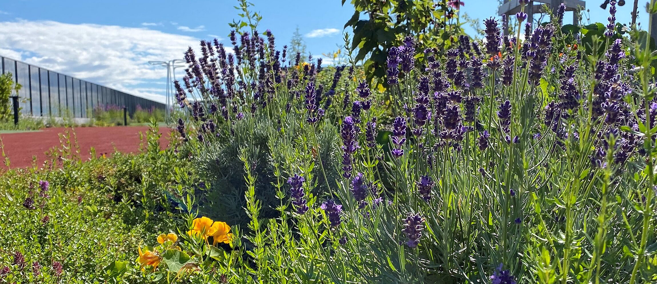 Lilla lavendelblomster ved en rød sti og et metallgjerde under en blå himmel