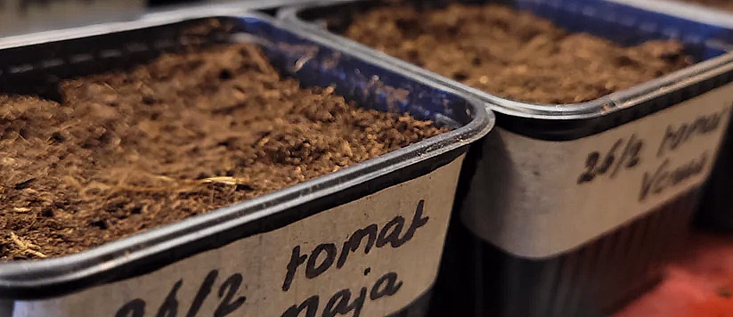 Små svarte plastpotter med jord og merkelapper merket tomat maja og tomat Venus