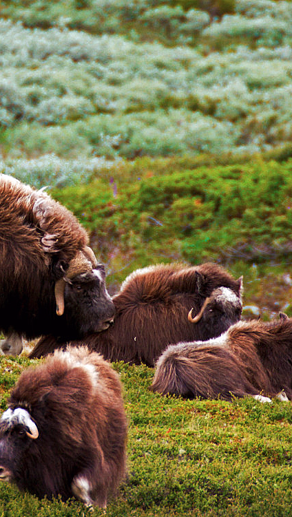 Moskussafari med overnatting - image 1