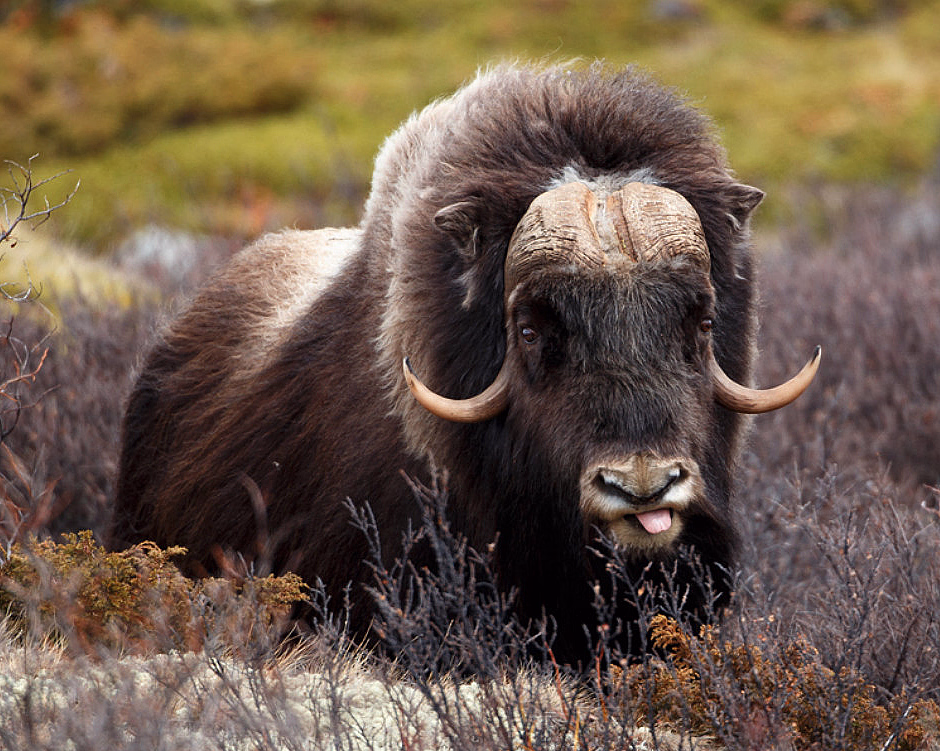 Moskussafari med overnatting - image 3
