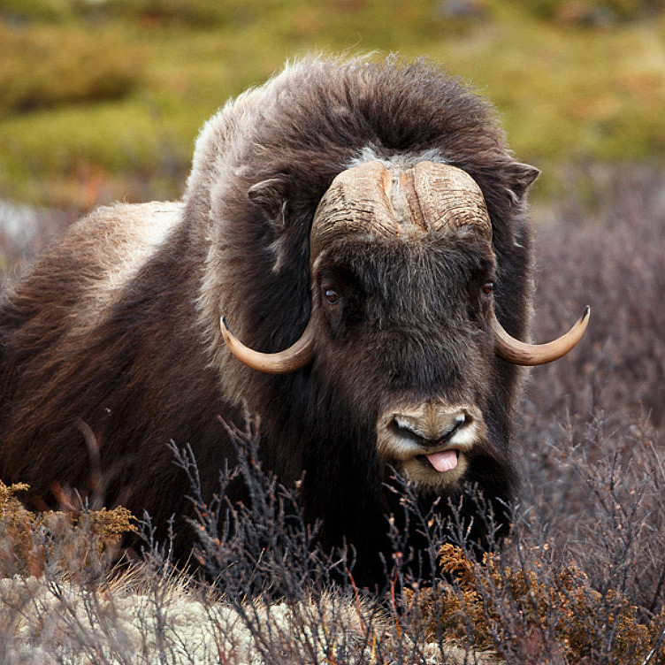 Moskussafari med overnatting