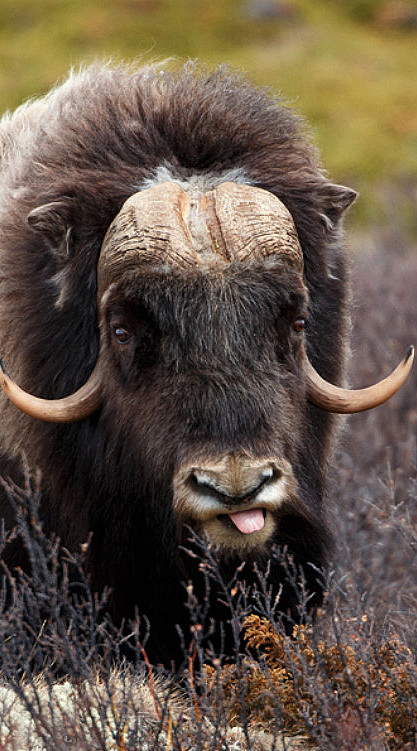 Moskussafari med overnatting