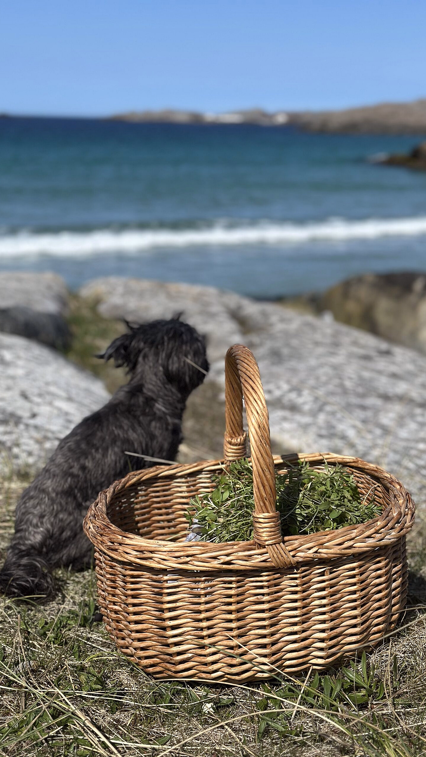 Liten mørk hund på gresset ved en flettekurv med blader med havet og steiner i bakgrunnen