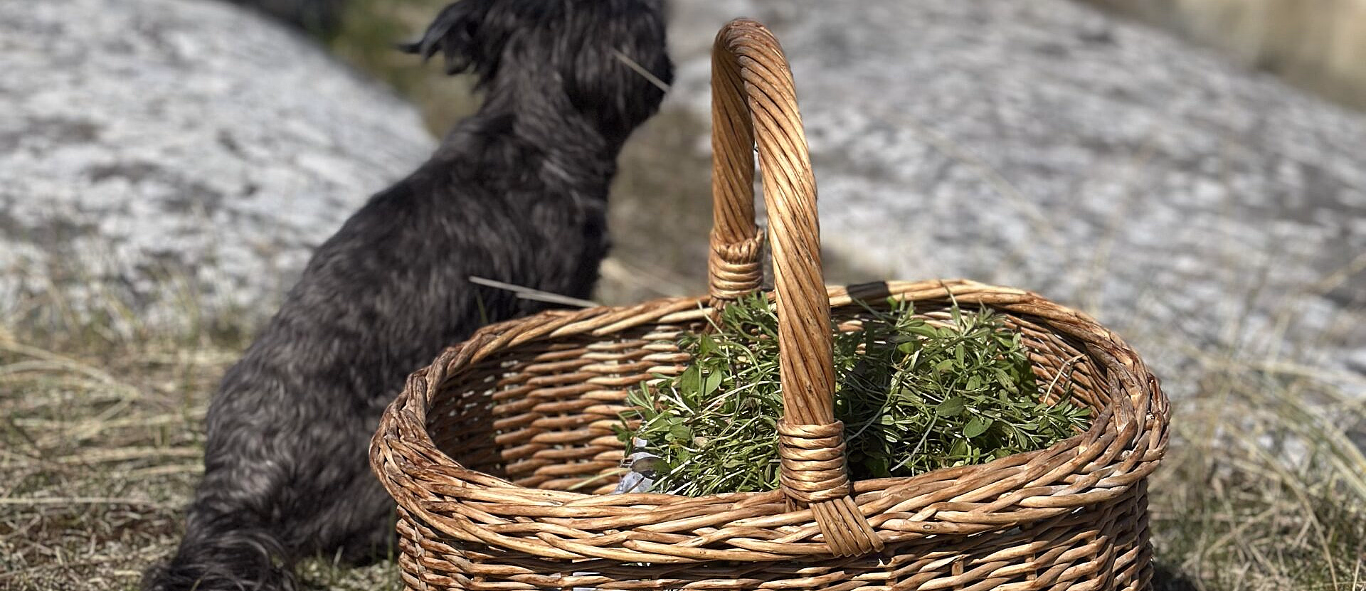 Liten mørk hund på gresset ved en flettekurv med blader med havet og steiner i bakgrunnen