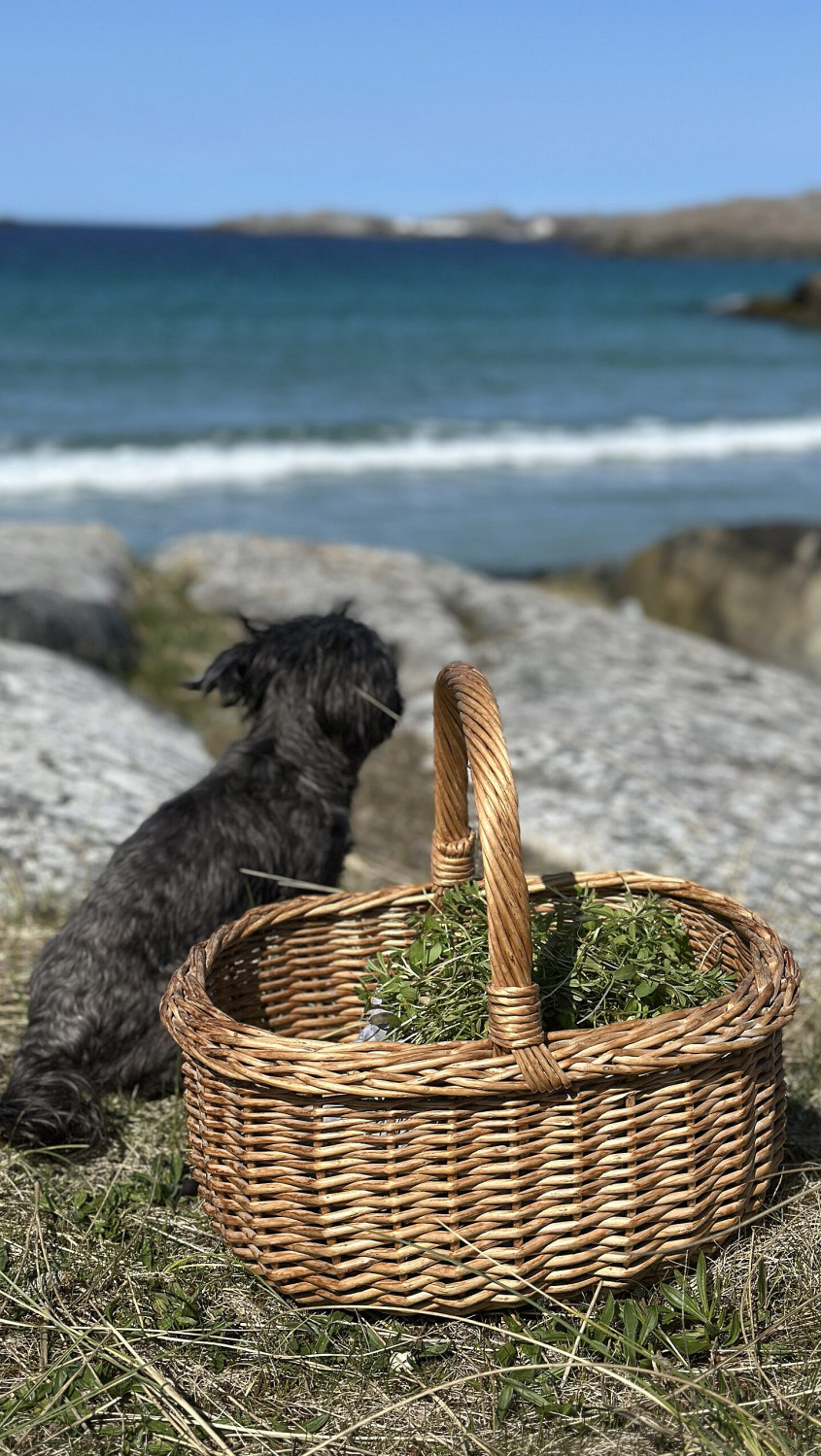Liten mørk hund på gresset ved en flettekurv med blader med havet og steiner i bakgrunnen
