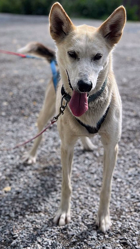Herregårdsopphold og hundekjøring - image 2