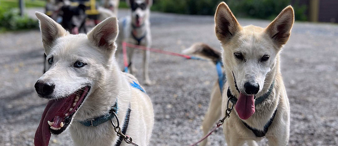 Herregårdsopphold og hundekjøring - image 2