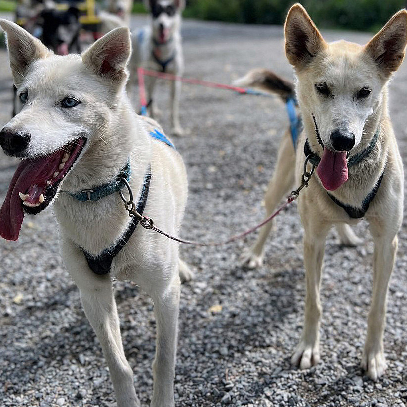 Herregårdsopphold og hundekjøring