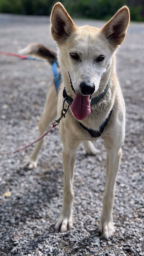Herregårdsopphold og hundekjøring - image 2
