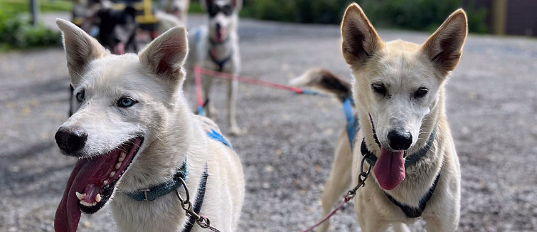 Herregårdsopphold og hundekjøring - image 2