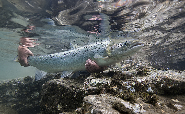 Laksefiske med guide