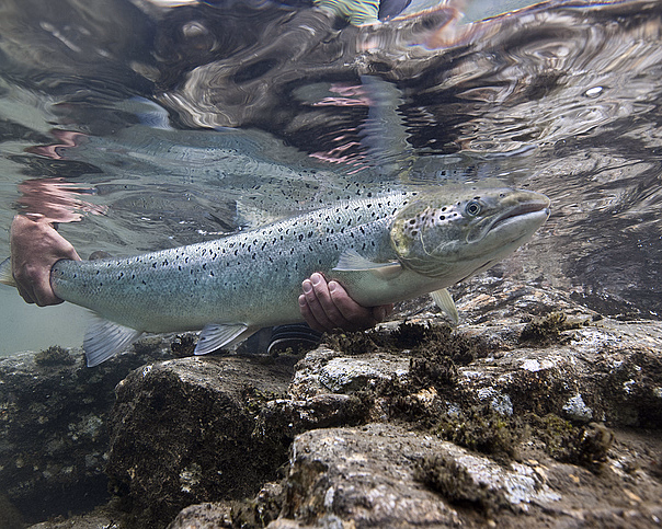 Laksefiske med guide - image 1