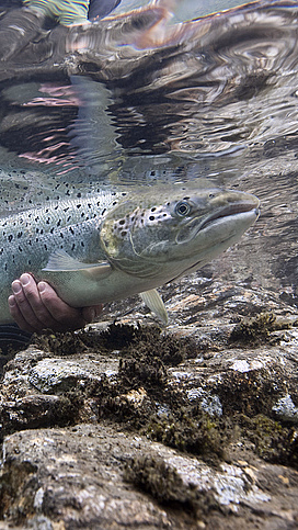 Laksefiske med guide - image 1