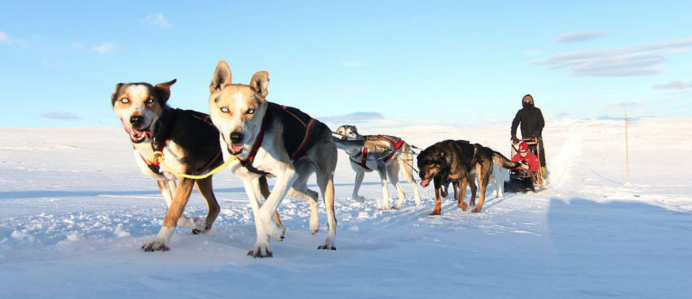 Hundekjøring