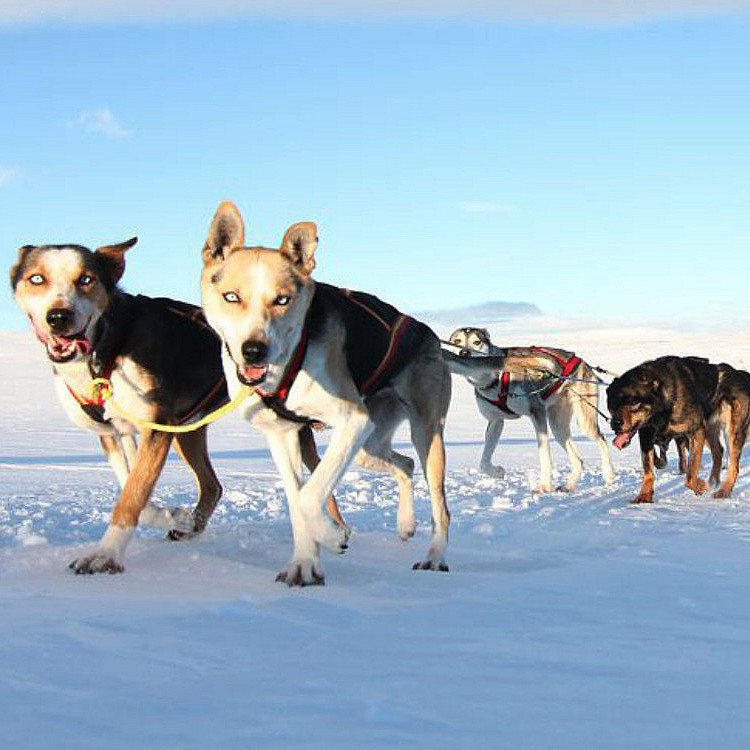 Hundekjøring