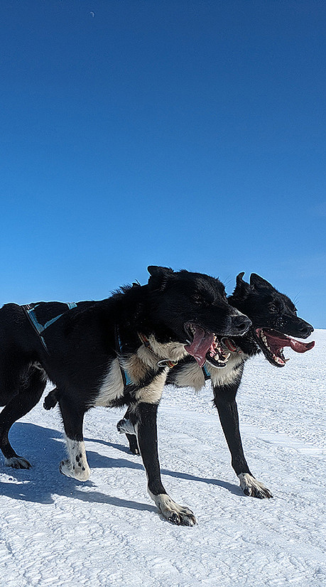 Hundekjøring