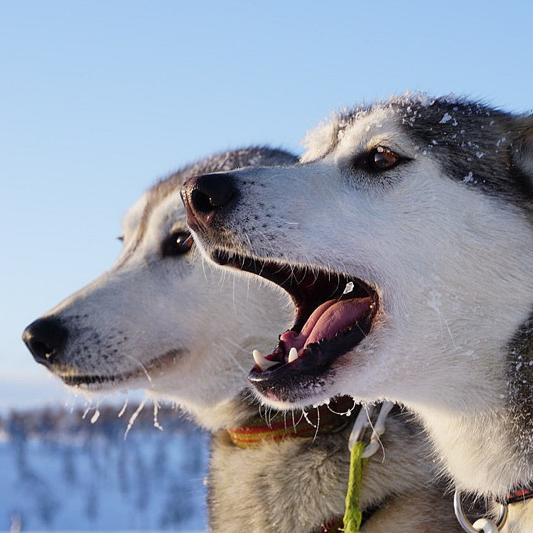 Hundekjøring