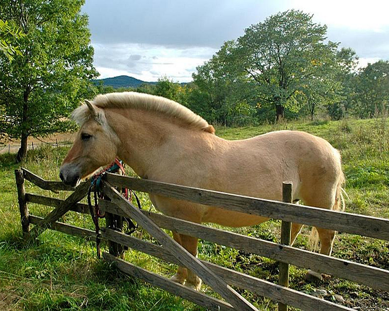 Herregårdsopphold med ridetur