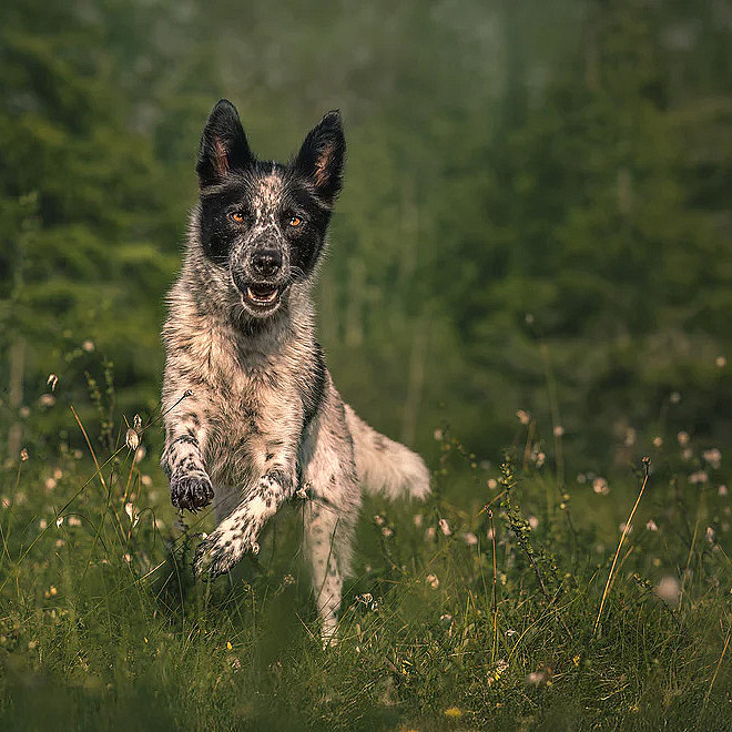 Hundefotografering