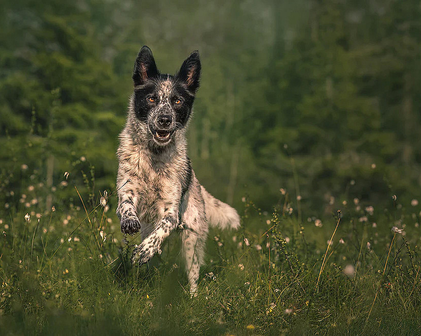 Hundefotografering