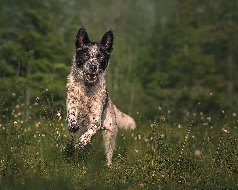 Hundefotografering - image 1