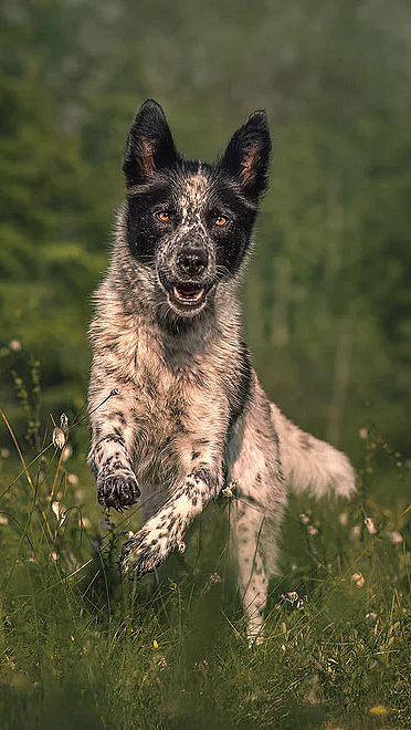 Hundefotografering - image 1