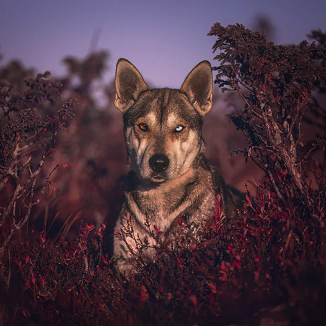 Hundefotografering