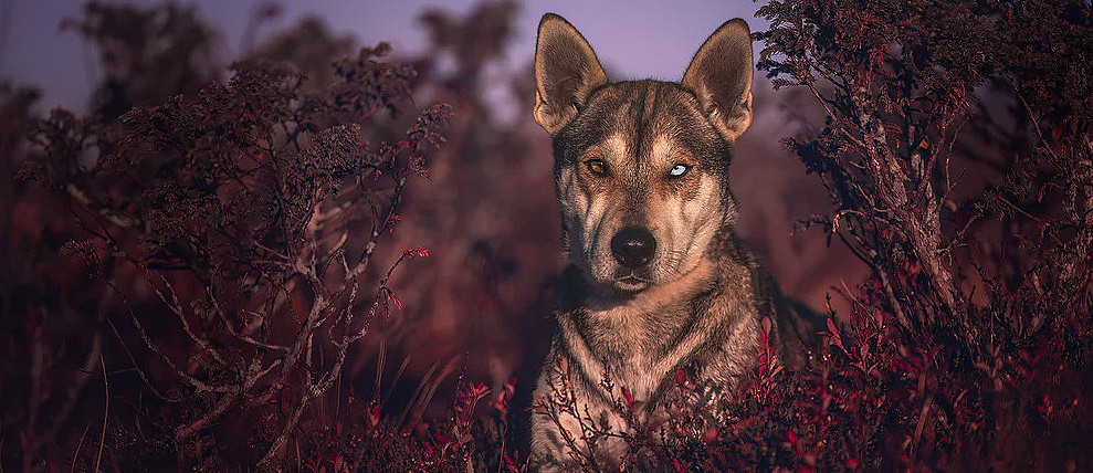 Hundefotografering