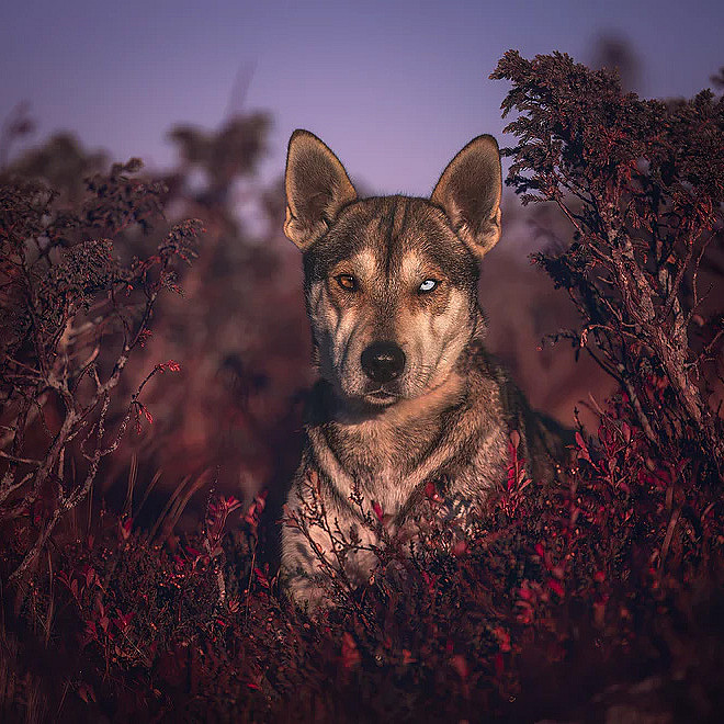 Hundefotografering
