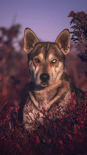 Hundefotografering - image 2