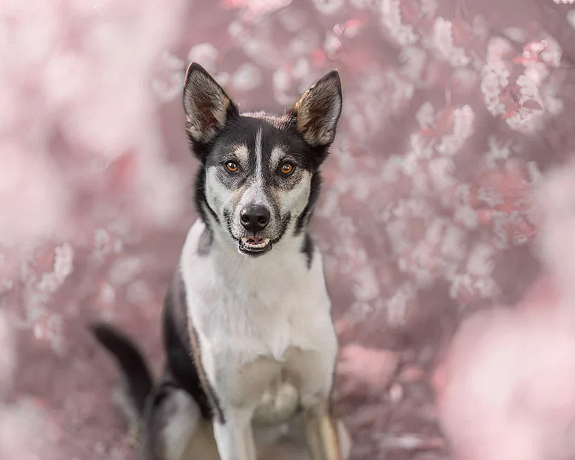 Hundefotografering