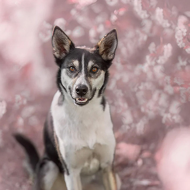 Hundefotografering