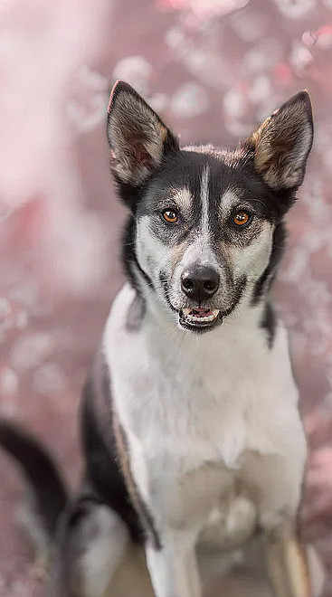 Hundefotografering
