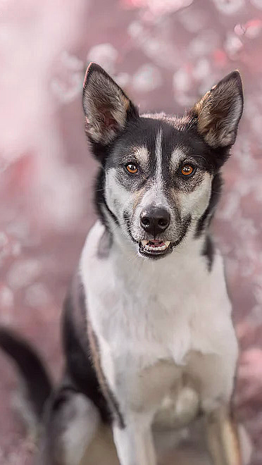 Hundefotografering - image 3