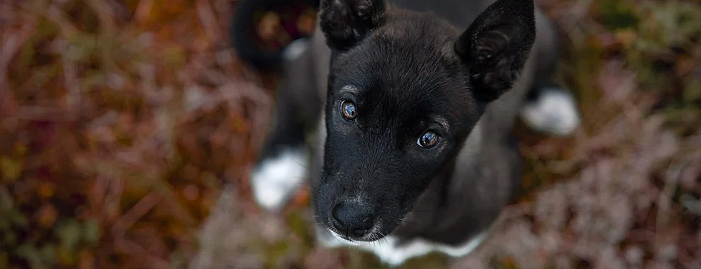 Hundefotografering