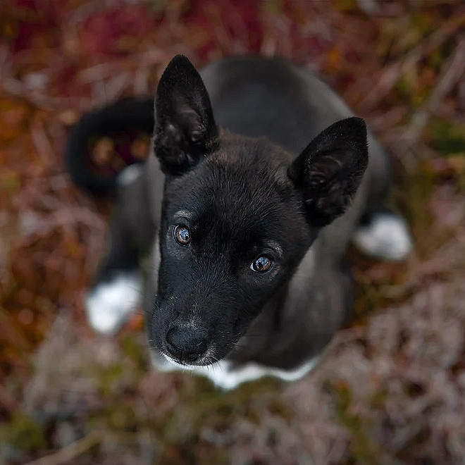 Hundefotografering