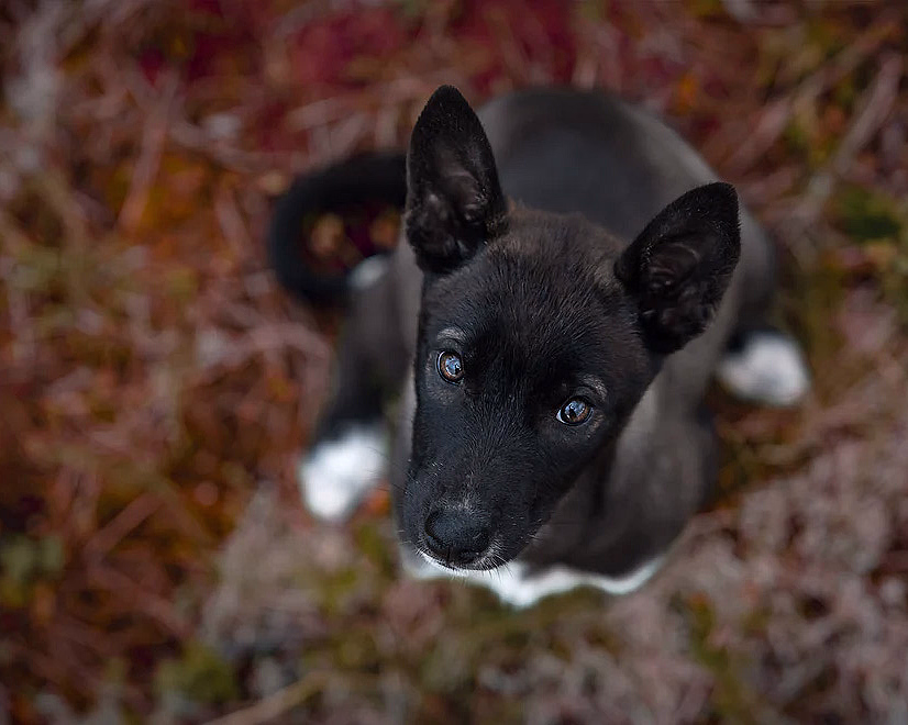 Hundefotografering - image 4