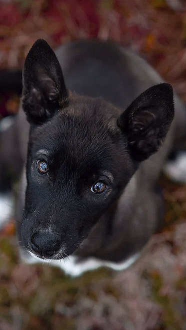 Hundefotografering - image 4